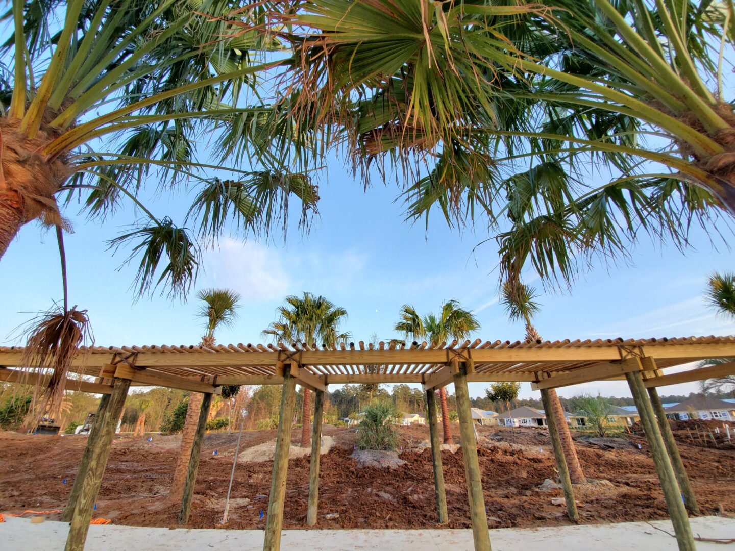 A palm tree in the middle of a construction site.