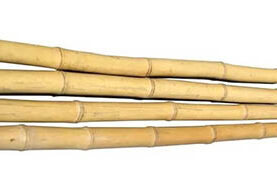 A group of bamboo sticks on a white background.