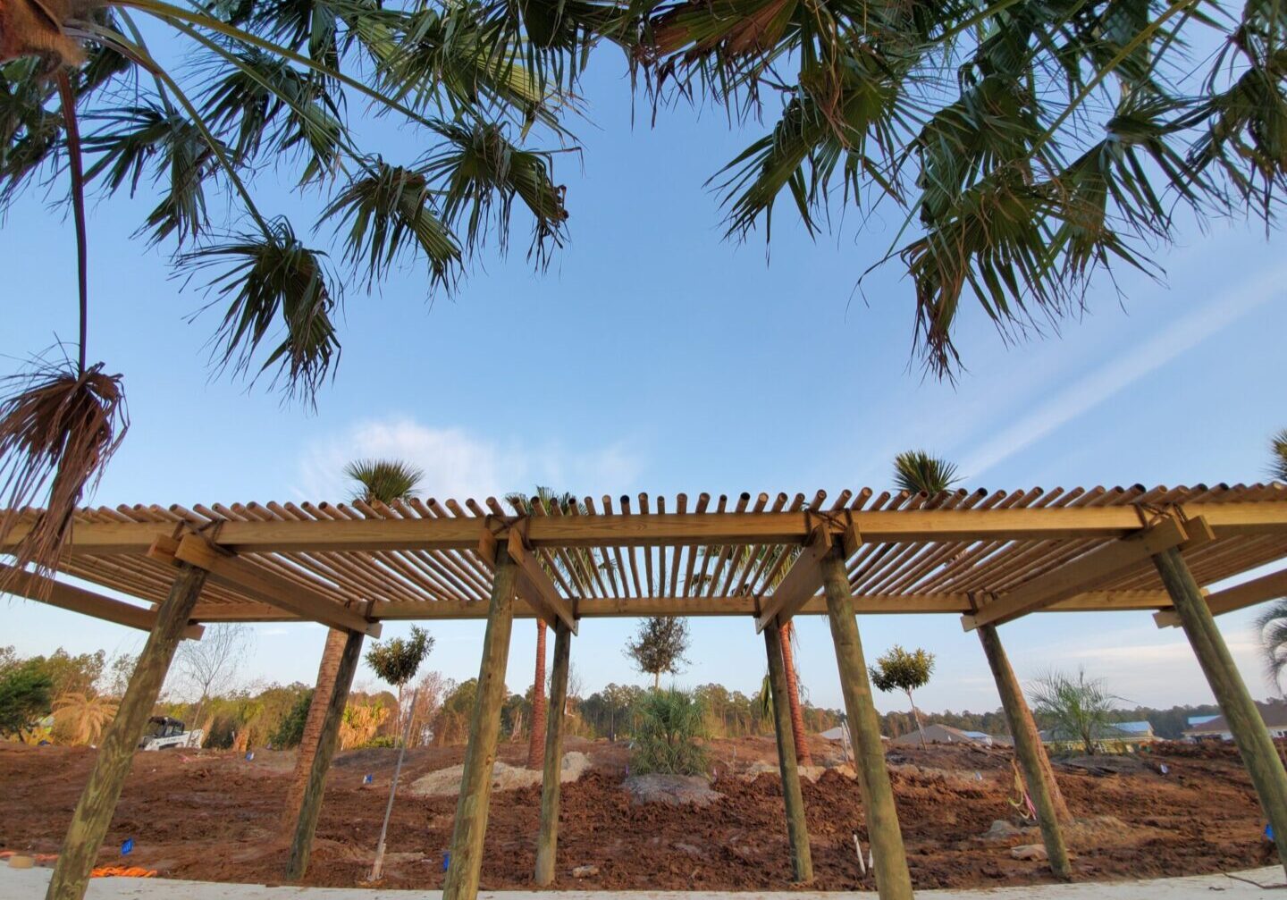 A palm tree in the middle of a wooden structure.